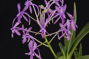 Dar. Rainbow Stars Diamond Orchids AM